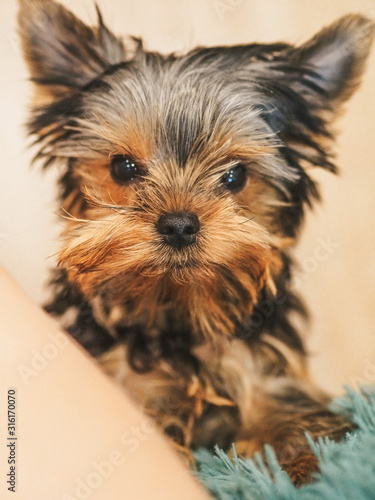 Portrait of a Yorkshire Terrier puppy