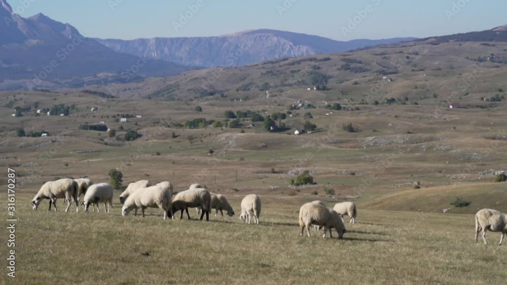Chipped sheep graze in meadows and fields in the highlands Chipped sheep graze in meadows and fields in the highlands