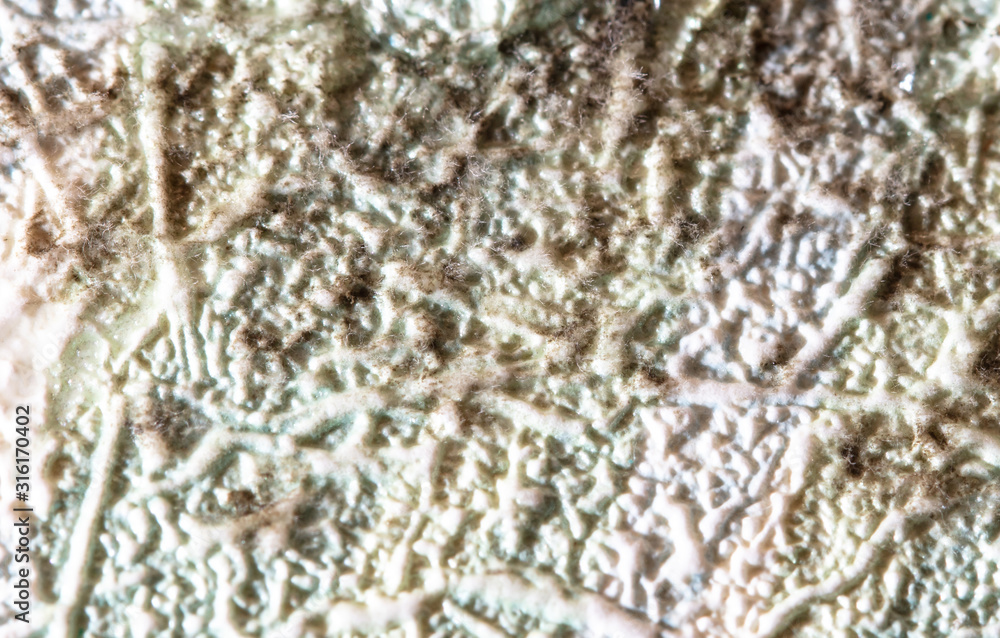 Mold on the wallpaper on the wall in the room Stock Photo | Adobe Stock