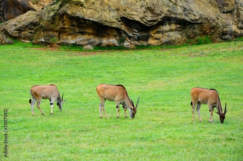 antelopes grazing in the meadow