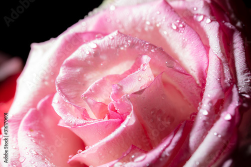Fototapeta Naklejka Na Ścianę i Meble -  Beautiful rose flower as a background