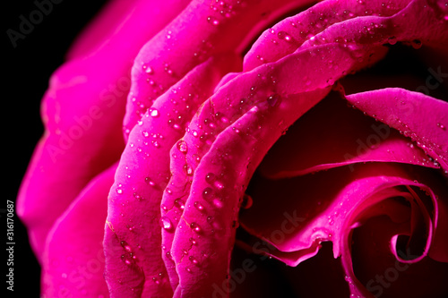 Beautiful pink rose flower as background