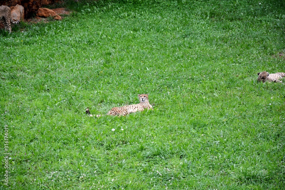 Obraz premium cheetahs resting in the grass