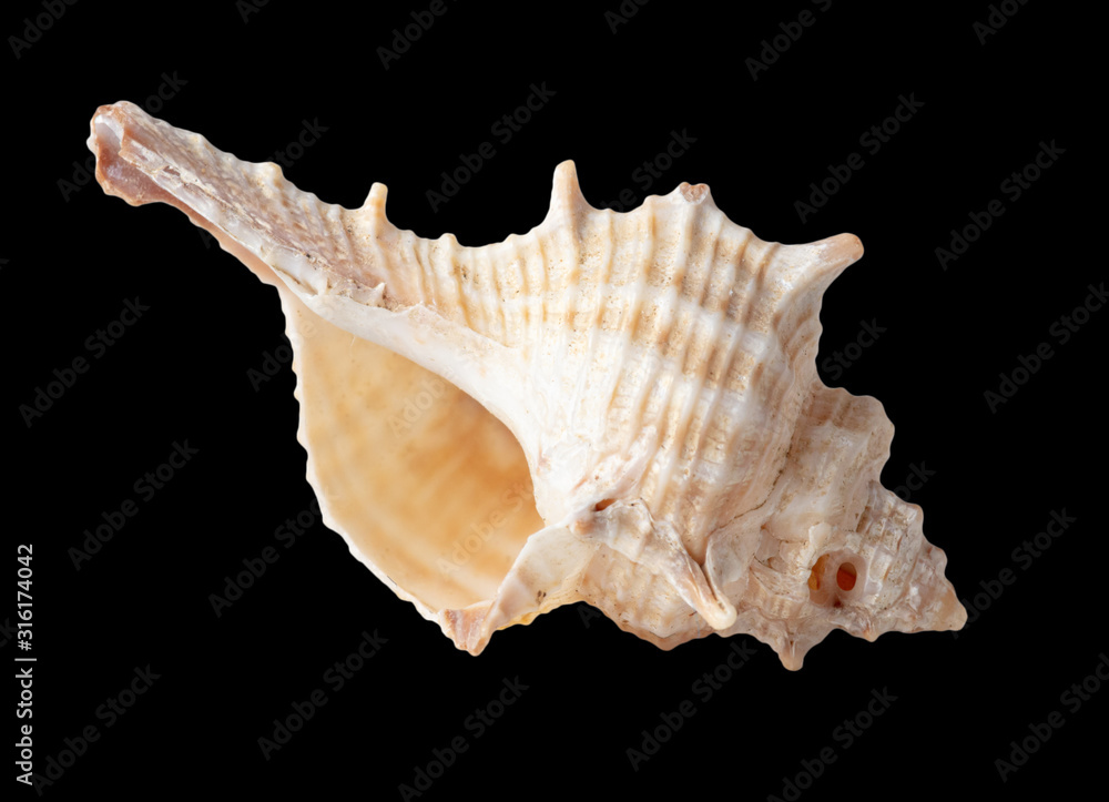 Sea shell isolated on a black background