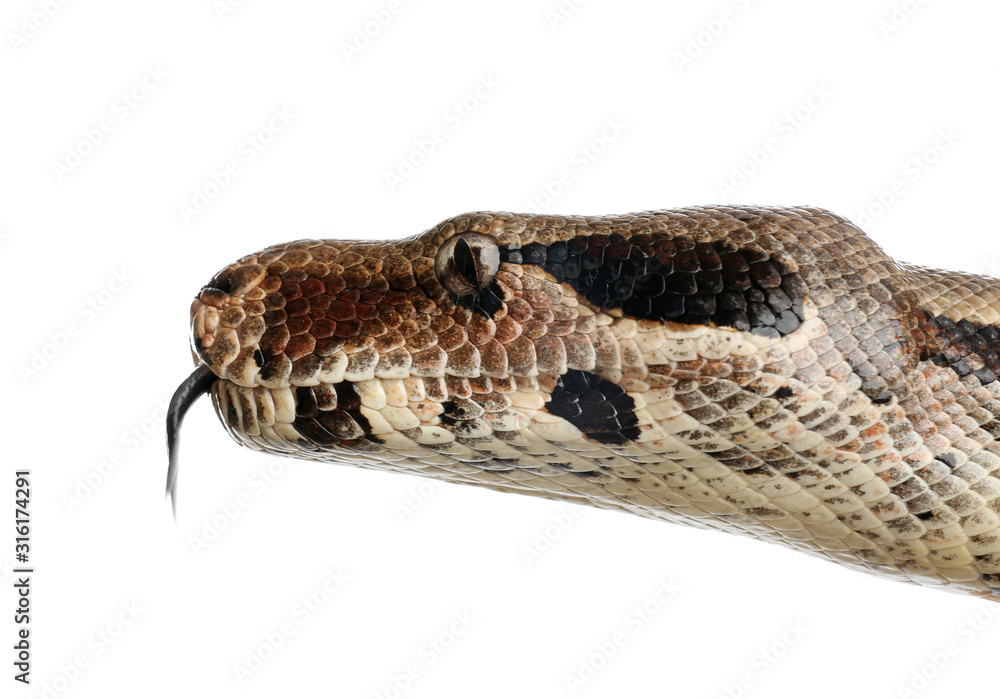 Fototapeta premium Brown boa constrictor on white background, closeup