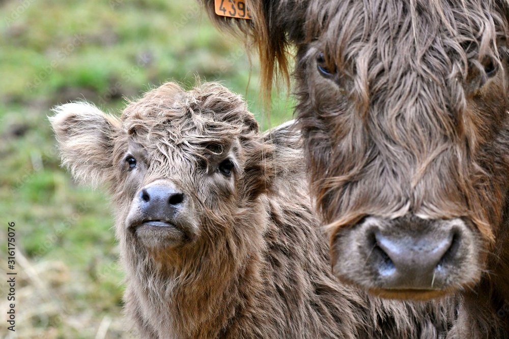 cow and calf scottisch highlanders