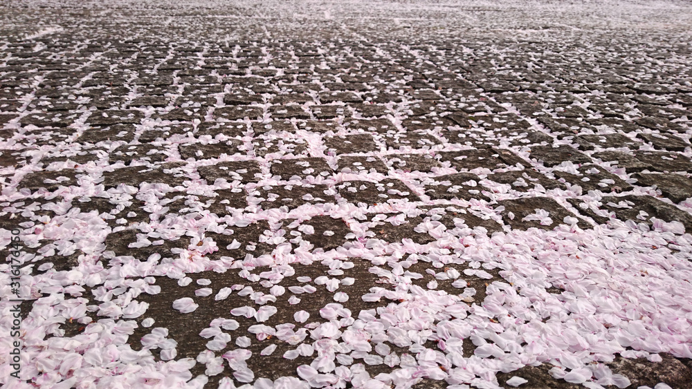 桜 石畳 桜 石畳