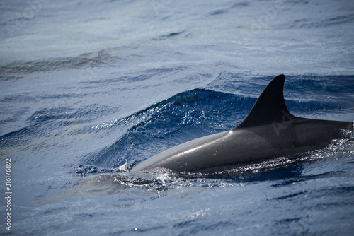 Dolphin in Reunion Island
