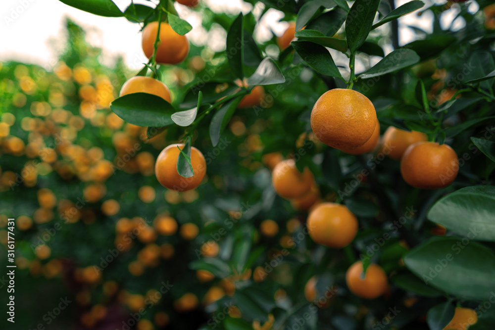 Citrus Japonica (mandarin) in the traditional Tet holiday (Lunar new year) in Vietnam, Asia Citrus Japonica (mandarin) in the traditional Tet holiday (Lunar new year) in Vietnam, Asia