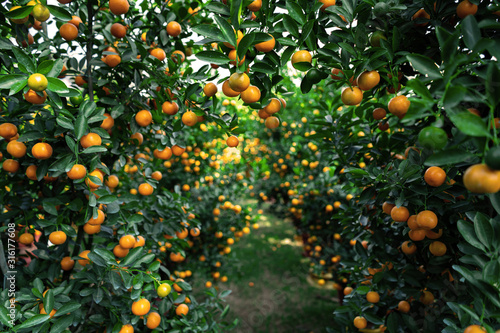 Citrus Japonica (mandarin) in the traditional Tet holiday (Lunar new year) in Vietnam, Asia