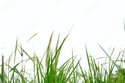 Ear of paddy field, Rice jasmine plant growing in a land on white isolated background