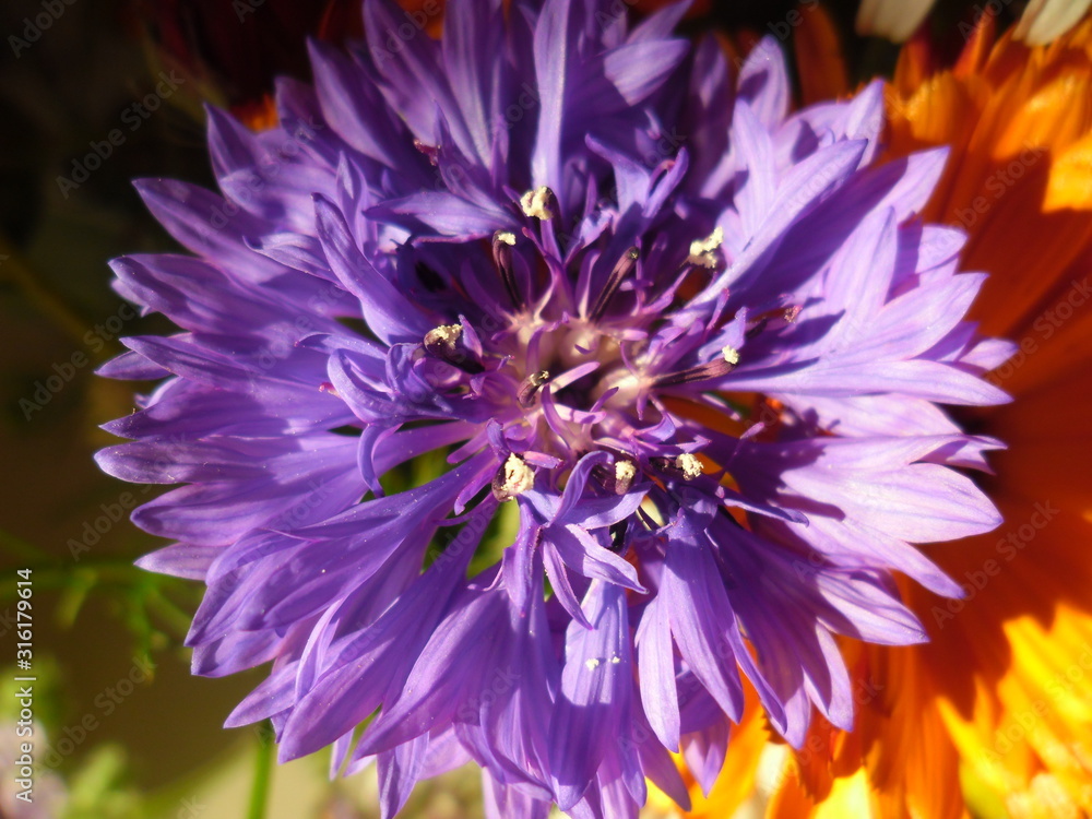 purple flower purple flower