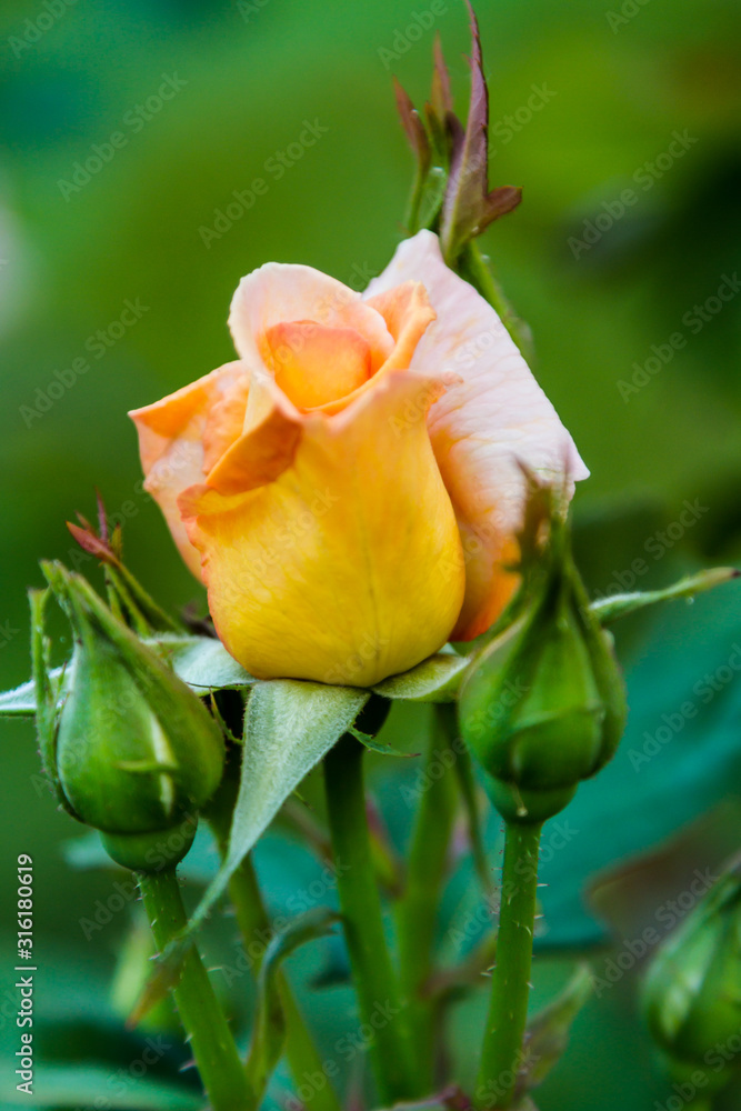Yellow rose with closed rose buds in a garden Yellow rose with closed rose buds in a garden