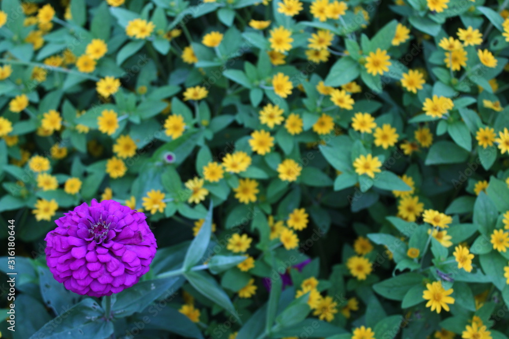 Obraz premium Harmonious composition, small yellow flowers and green leaves with purple flowers in bloom