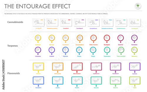 The Entourage Effect with Structural Formulas horizontal business infographic illustration about cannabis as herbal alternative medicine and chemical therapy, healthcare and medical science vector.