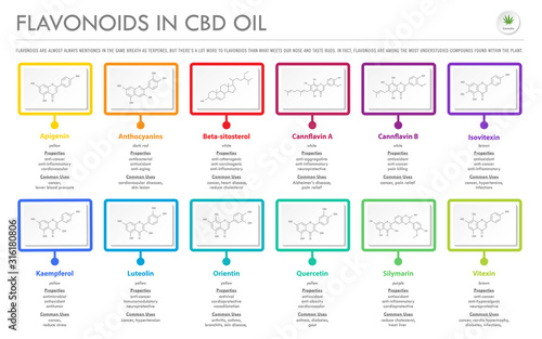 Flavonoids in CBD Oil with Structural Formulas horizontal business infographic illustration about cannabis as herbal alternative medicine and chemical therapy, healthcare and medical science vector. photo