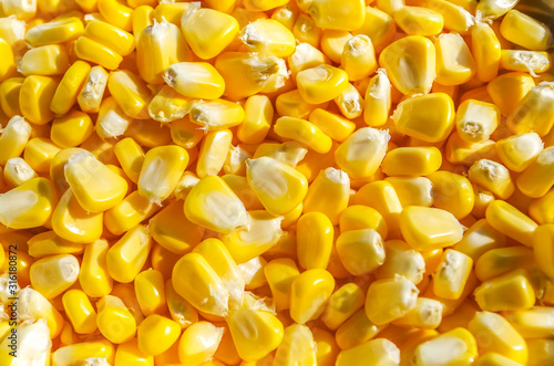 Plenty of fresh yellow corn