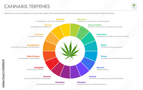 Cannabis Terpenes horizontal business infographic illustration about cannabis as herbal alternative medicine and chemical therapy, healthcare and medical science vector.