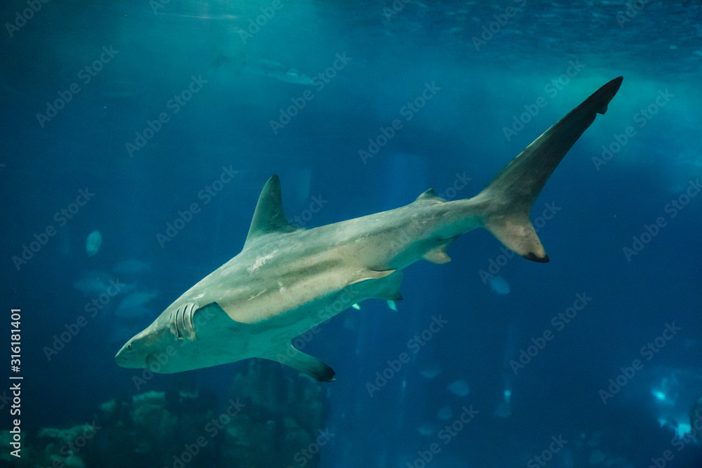 Obraz premium Shark swimming in the giant aquarium of the Lisbon Oceanarium