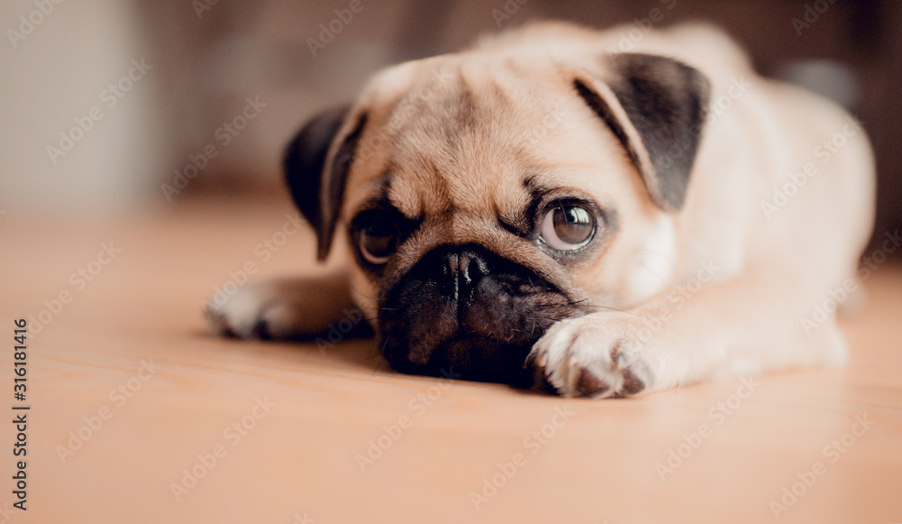 Portrait of cute baby female puppy pug dog.