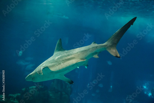 Shark swimming in the giant aquarium of the Lisbon Oceanarium