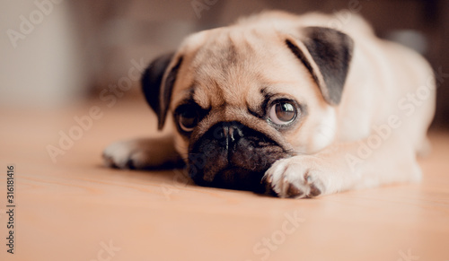 Portrait of cute baby female puppy pug dog. © dmitri_gromov