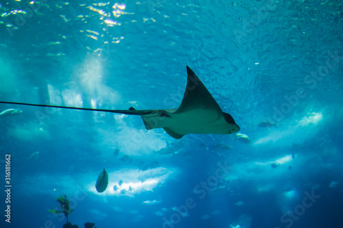 Ray swimming in the giant aquarium of the Lisbon Oceanarium