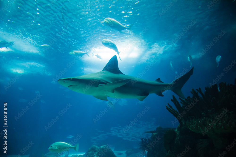 Φωτογραφία Shark swimming in the giant aquarium of the Lisbon Oceanarium