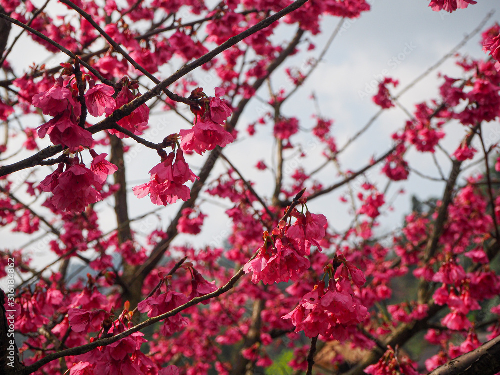 Pink flowers of Wild Himalayan Cherry tree Pink flowers of Wild Himalayan Cherry tree