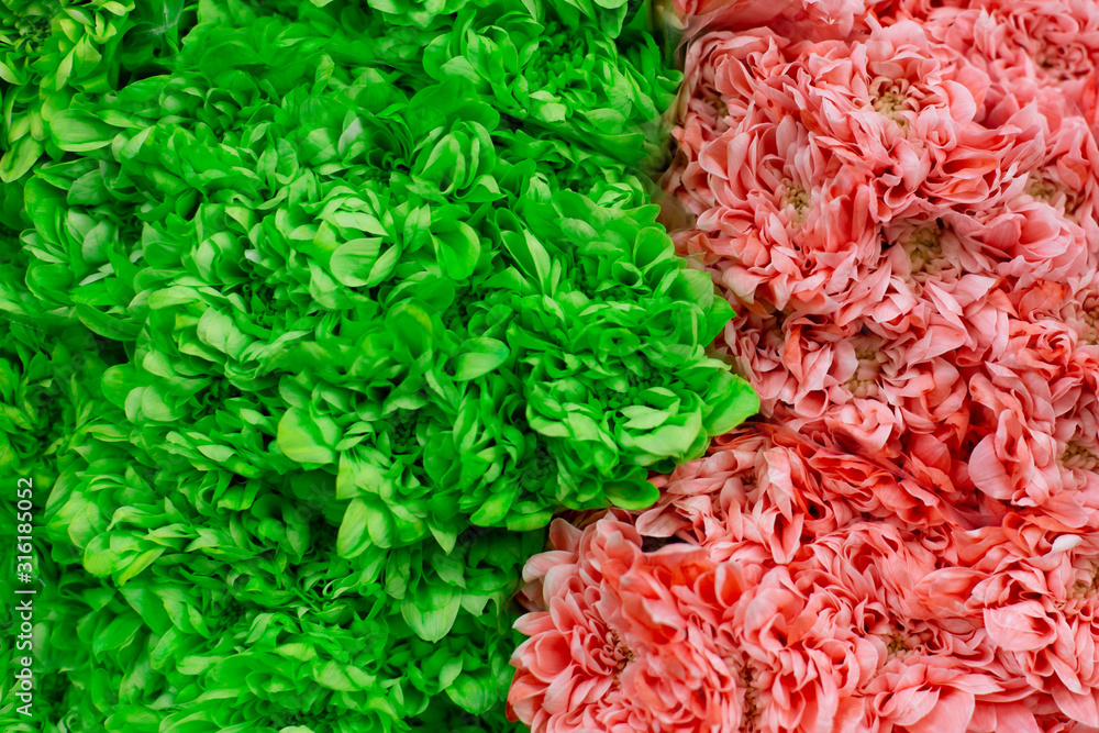 Green and pink chrysanthemum. Wholesale floristic base, shop with flowers for Valentine's Day on February 14 or International Women's Day on March 8. Green and pink chrysanthemum. Wholesale floristic base, shop with flowers for Valentine's Day on February 14 or International Women's Day on March 8.