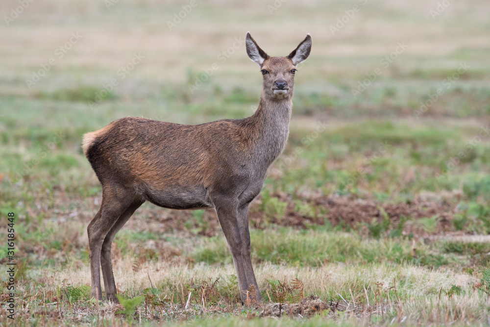 Red Deer Calf (Cervus elaphus) in grass meadow 