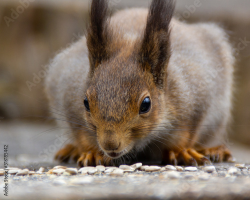 red squirrel in the National Park Elk Island