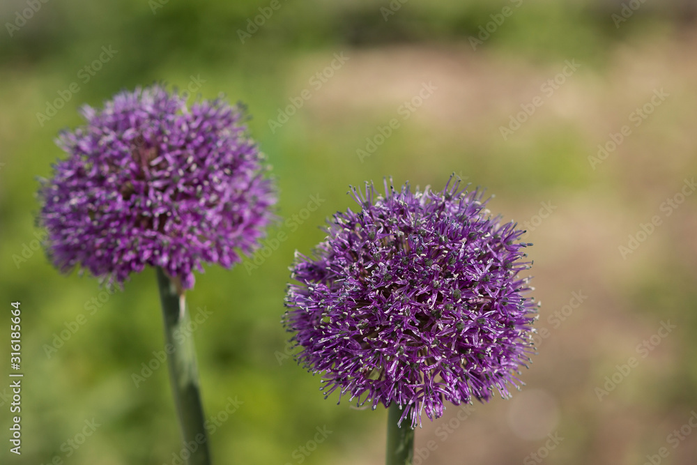 Allium aflatunense, ornamental garden plant, large round purple flowers close up, blooming balls, decorative purple blooming onion. Allium aflatunense, ornamental garden plant, large round purple flowers close up, blooming balls, decorative purple blooming onion.