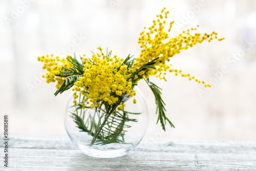 Beautiful yellow mimosa flower blossom in glass vase in spring time