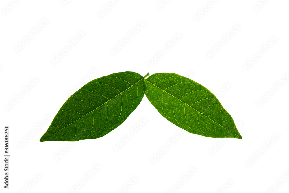 Fresh green leaves isolated on white background. Fresh green leaves isolated on white background.