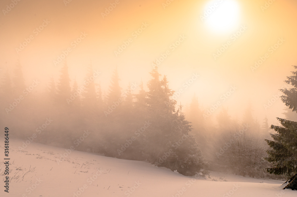 Conifer trees in misty winter evening. Orange edit space. High Quality photo Conifer trees in misty winter evening. Orange edit space. High Quality photo