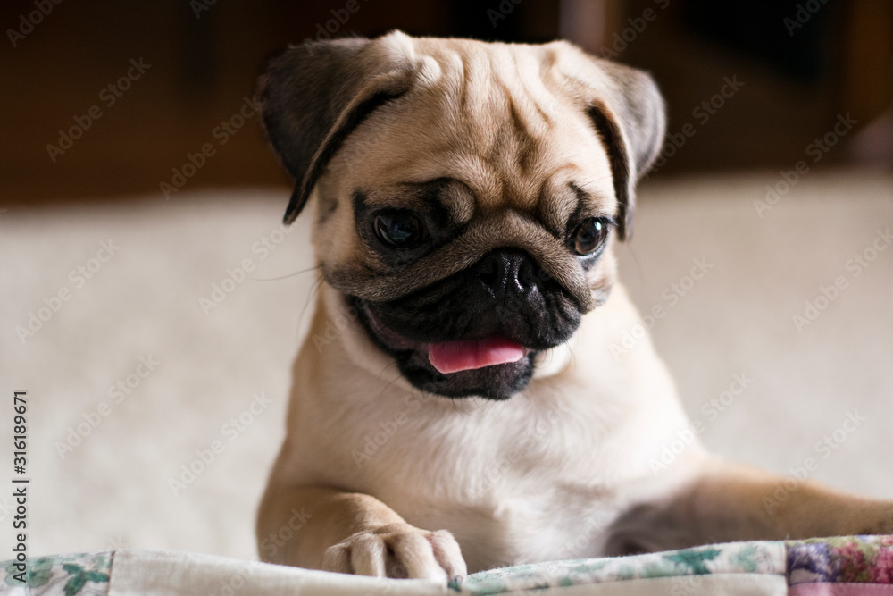 portrait of a cute puppy pug 
