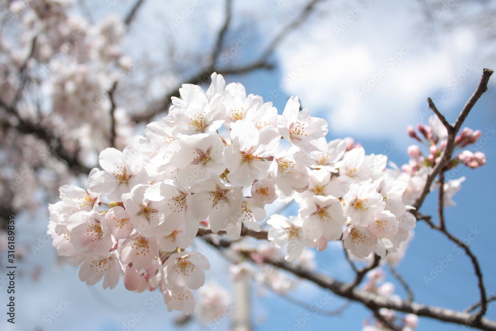 sakura sakura