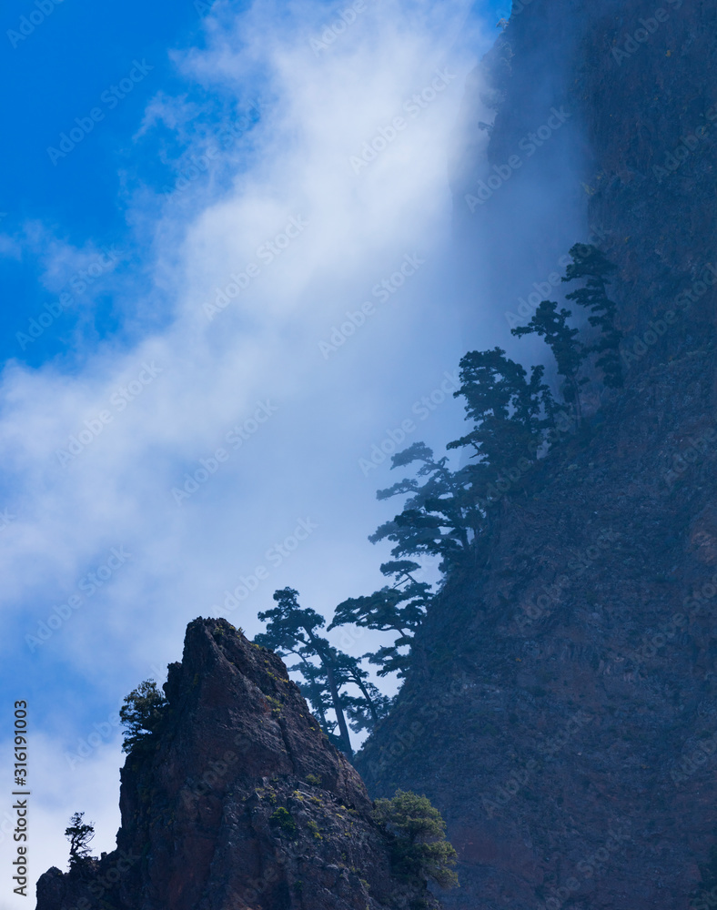 Roques, Fog and Canary Island pine forest, La Cumbrecita, Caldera de Taburiente National Park, Island of La Palma, Canary Islands, Spain, Europe