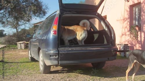 trained dog jumping inside the rear trunk of the car ready to go
