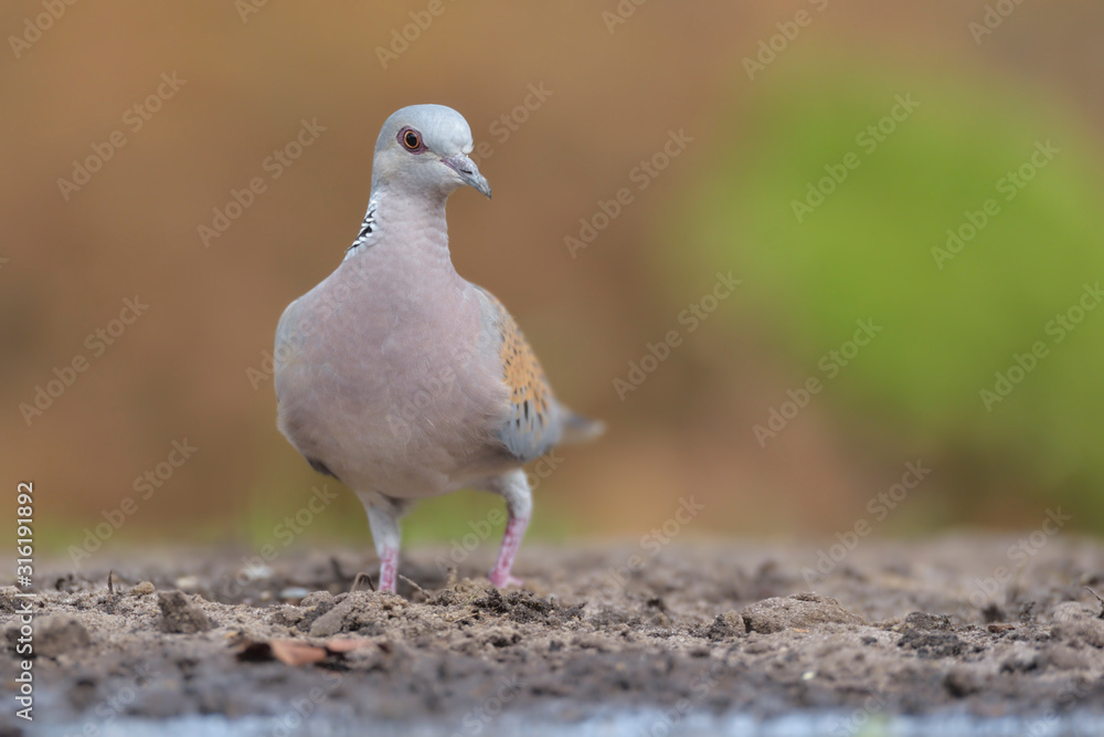 Türkentaube Streptopelia decaocto Türkentaube Streptopelia decaocto