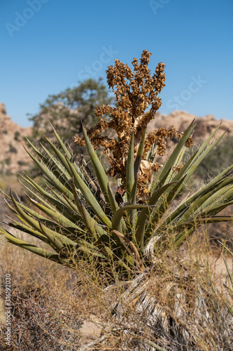 cactus in the desert at Joshua tree national park  california