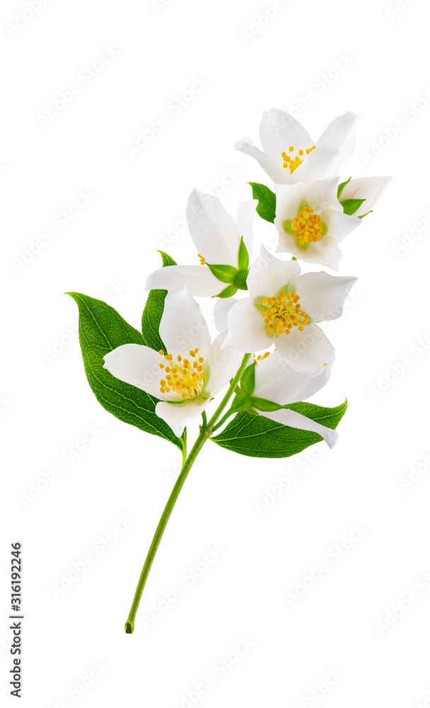 Fototapeta premium Branch of jasmine isolated on white background