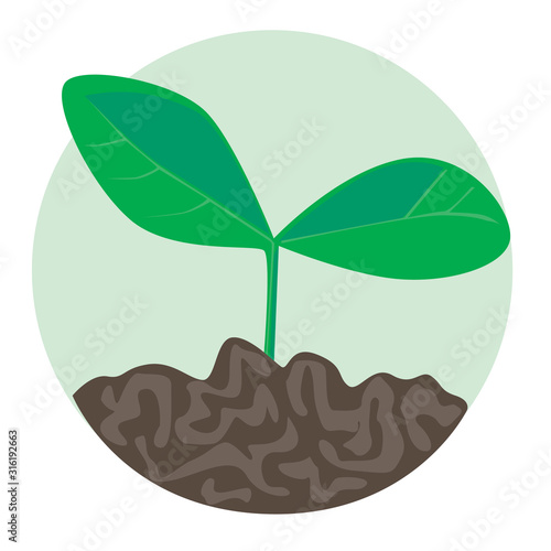 A plant with cotyledon leaves and soil as a farm and gardening concept, a flat vector stock illustration with single objects isolated on white background