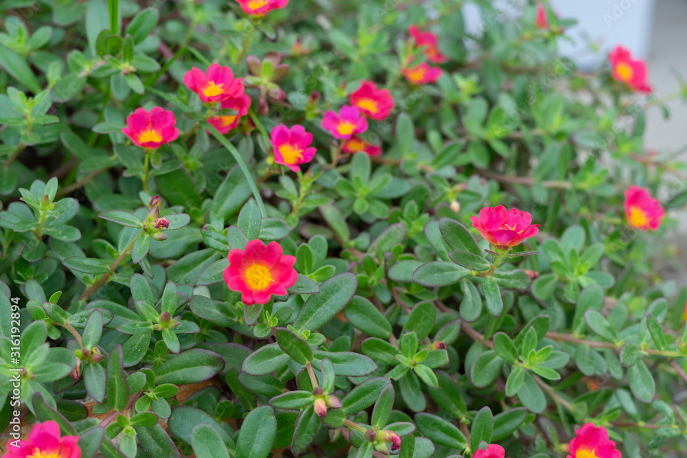 red flowers in the garden