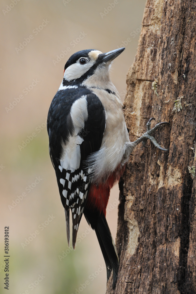 Fototapeta premium Blutspecht Dendrocopos syriacus