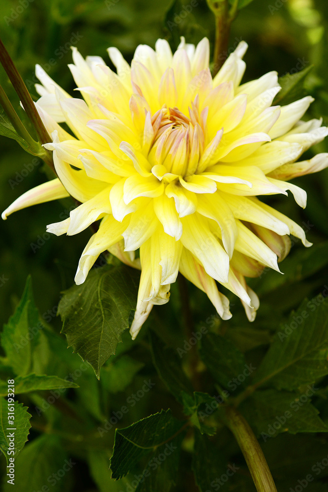 Yellow dahlia garden flower on a sunny day. Yellow dahlia garden flower on a sunny day.