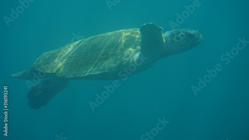 tortue photo sous marine