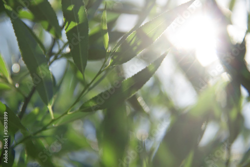 Rays of the sun through the osier twigs on a summer day. Branches and leaves of willow. Blurred background