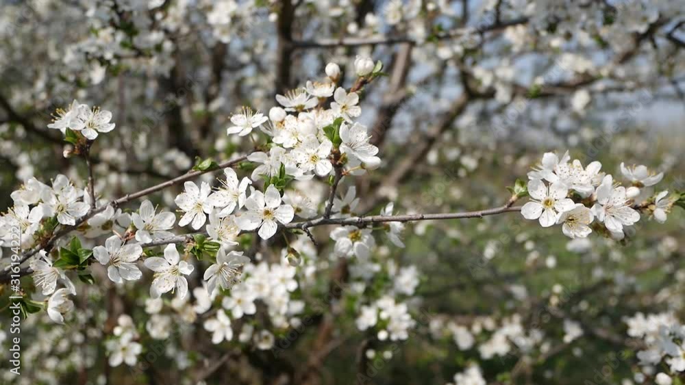 Blooming cherry. The branch sways a little in the wind against a blue sky Blooming cherry. The branch sways a little in the wind against a blue sky